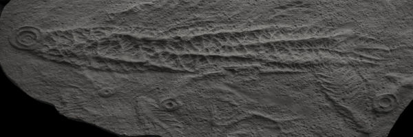 UIC fossil, MUN Gazette