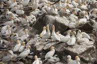 Gannets, NL Tourism