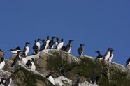 Birds, NL Tourism