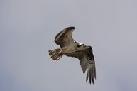 Osprey, NL Tourism