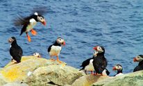 Puffins, Destination St. John's