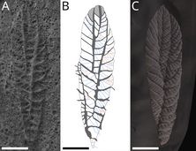 Fossil drawing, MUN Gazette